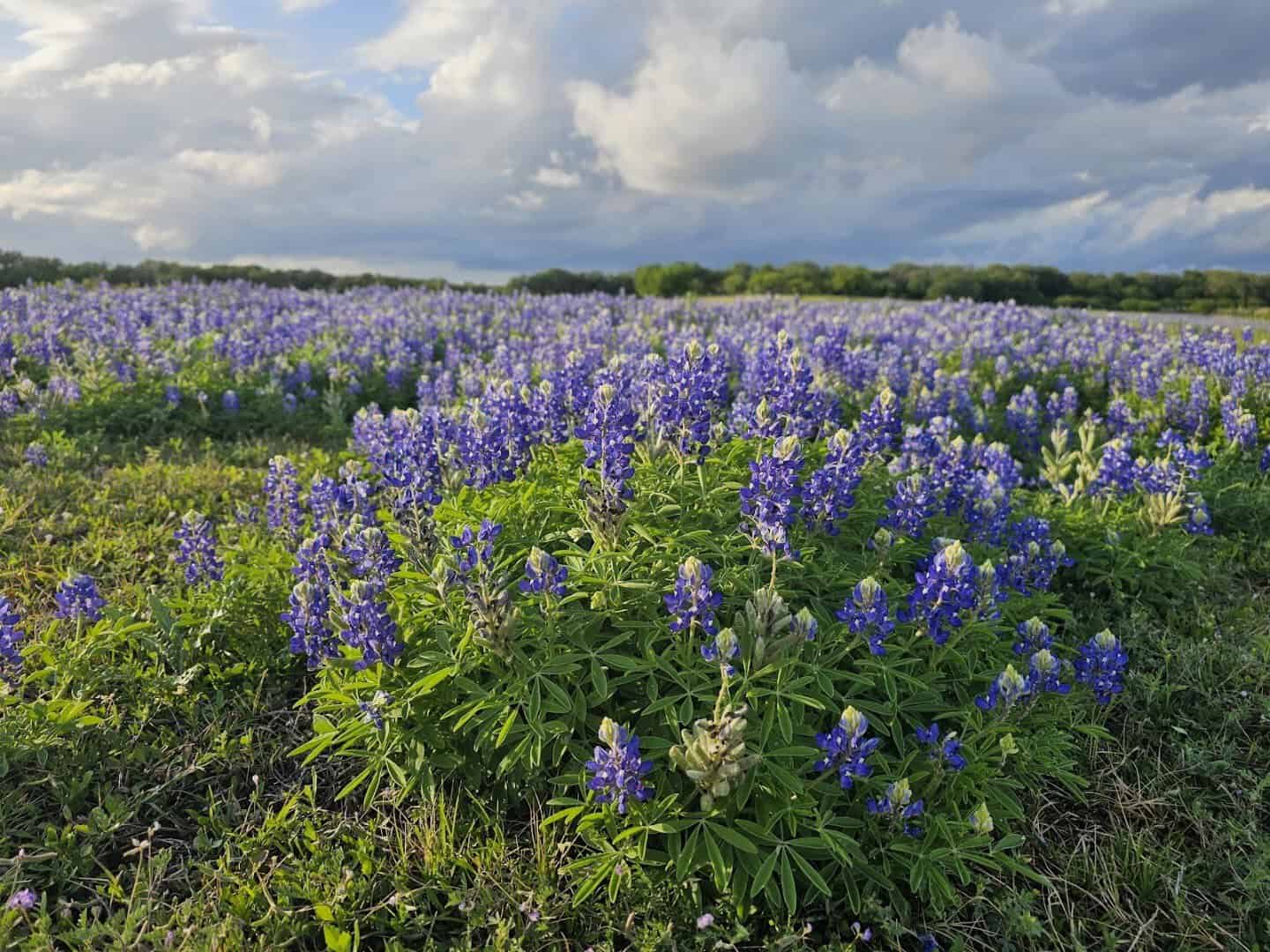 Bluebonnet meadow at Turkey Bend Recreation Area near Marble Falls, Texas