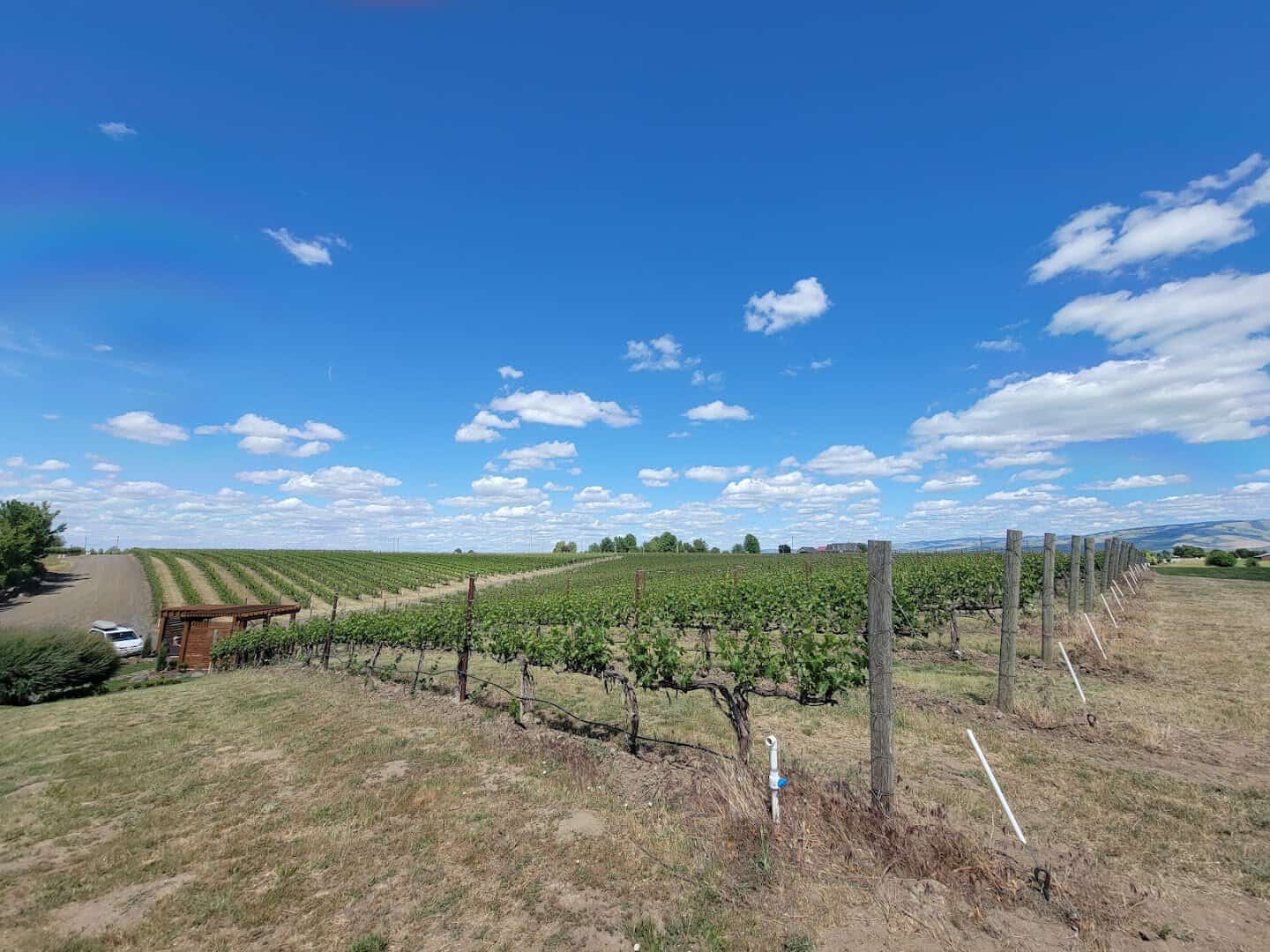 Vineyard rows stretching to the hills at Va Piano Vineyards in Walla Walla, Washington