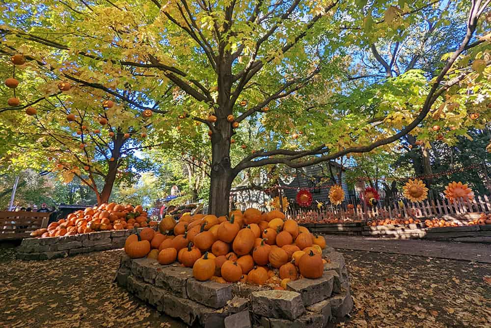 Pile of pumpkins under a golden autumn tree at Vala's Pumpkin Patch in Gretna, Nebraska