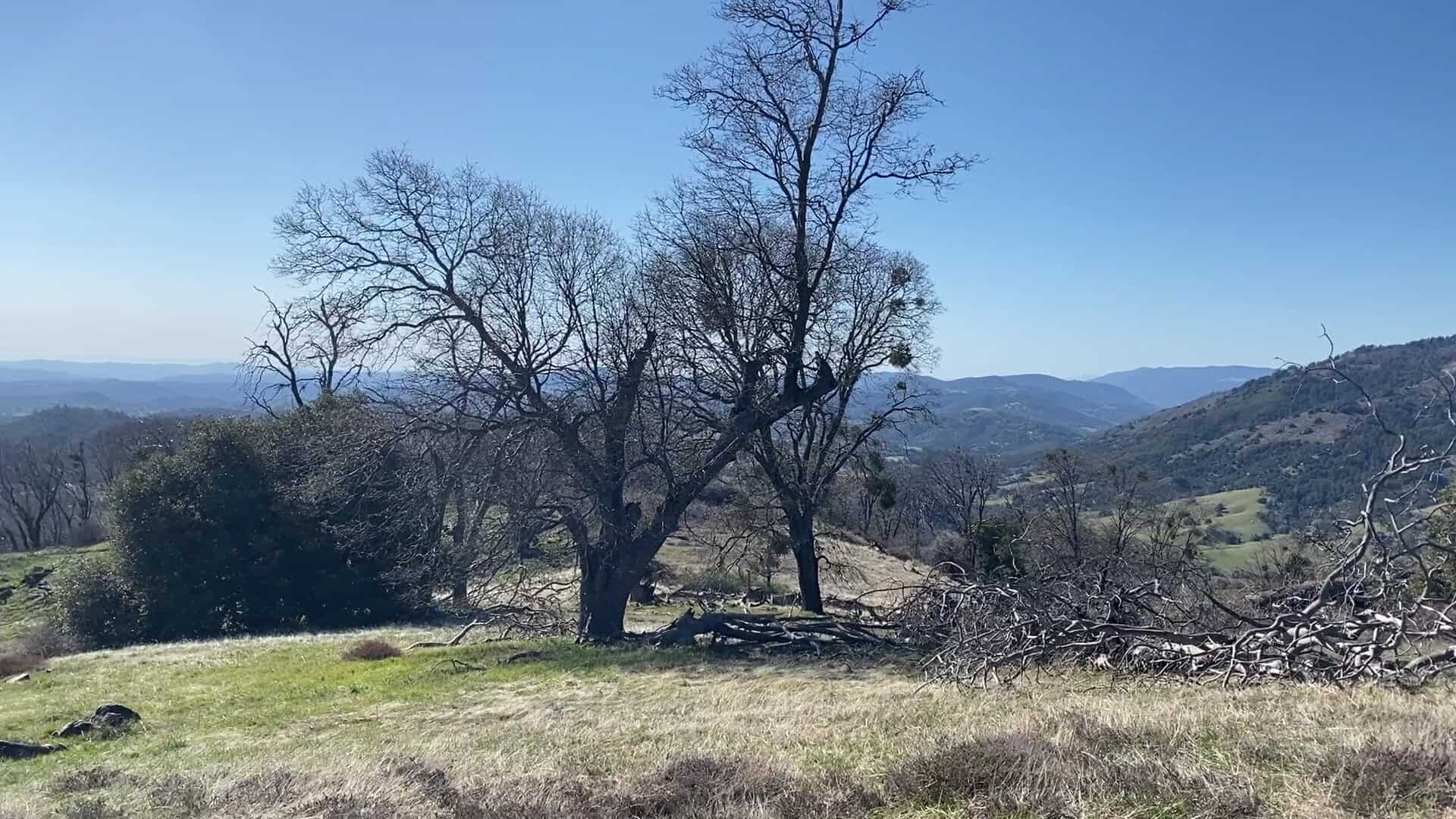 Oak woodland in autumn on Volcan Mountain above Julian, California