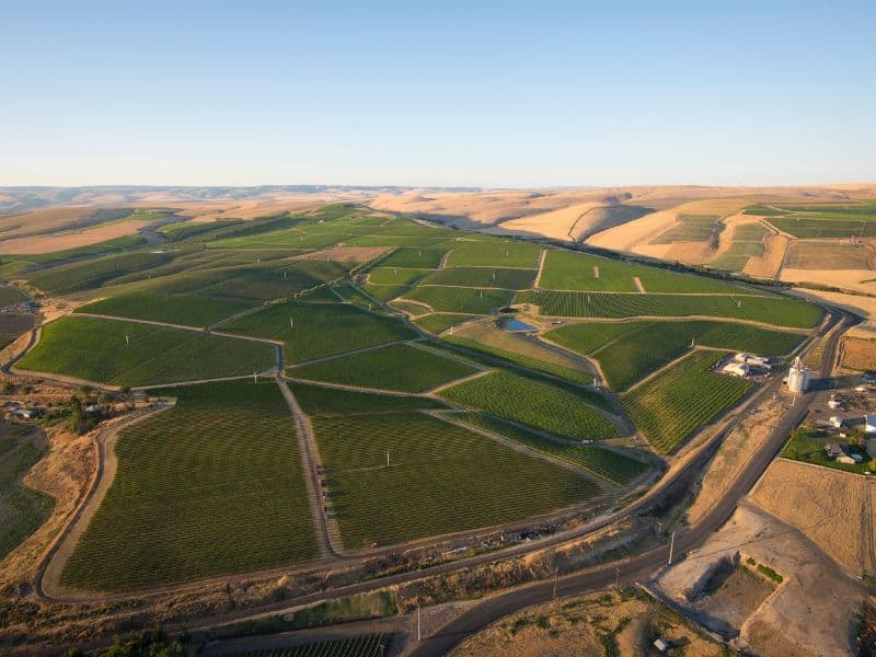 Vineyards in the Walla Walla Valley, Washington