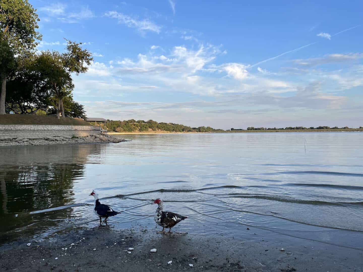 A waterbird along the shoreline of Lake Weatherford in Weatherford, Texas