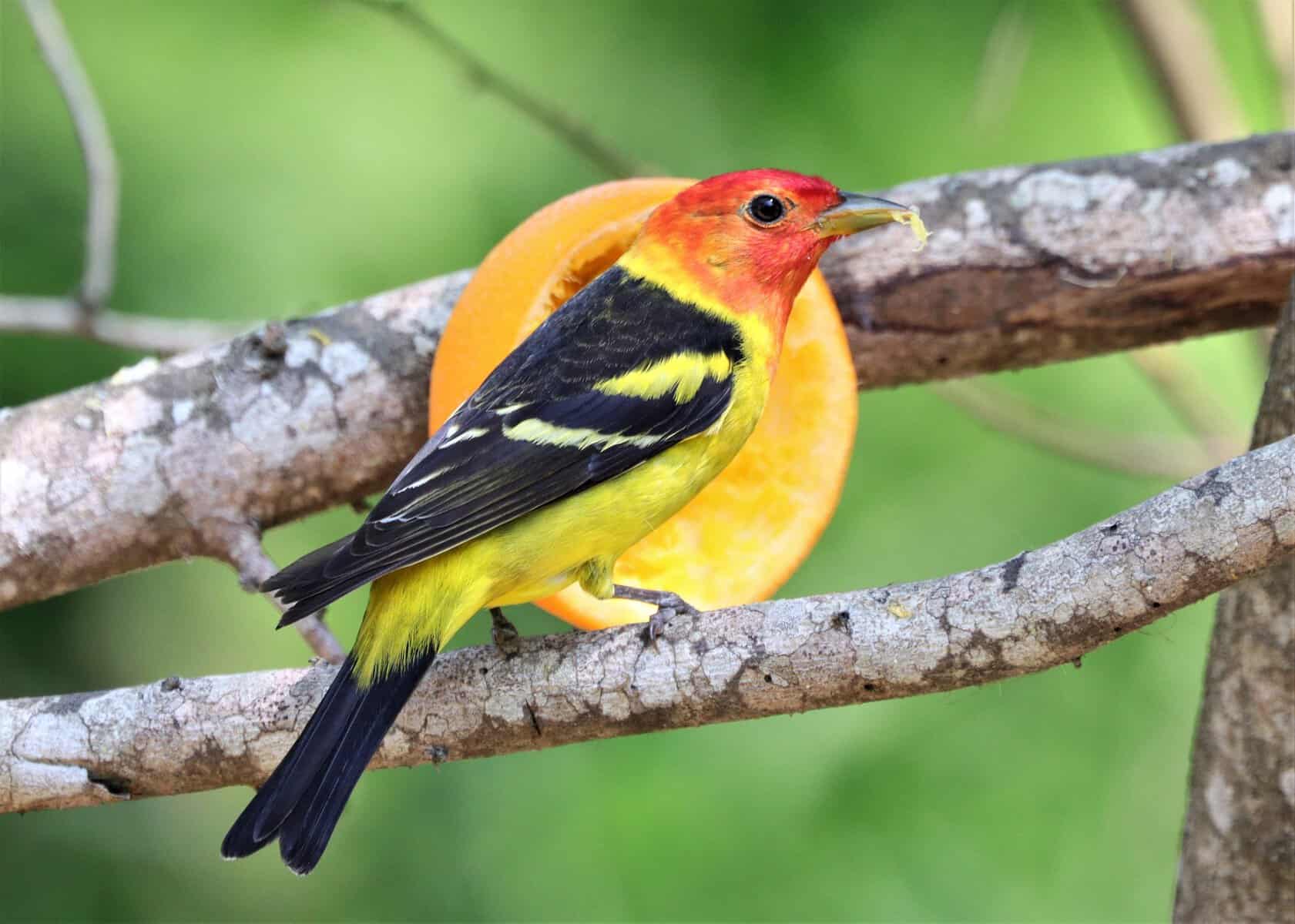 Western Tanager perched on a branch at South Padre Island Birding and Nature Center