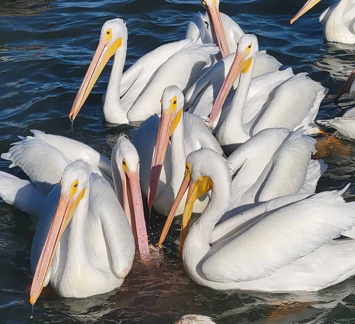 White pelicans on Aransas Bay at Goose Island State Park near Rockport, Texas