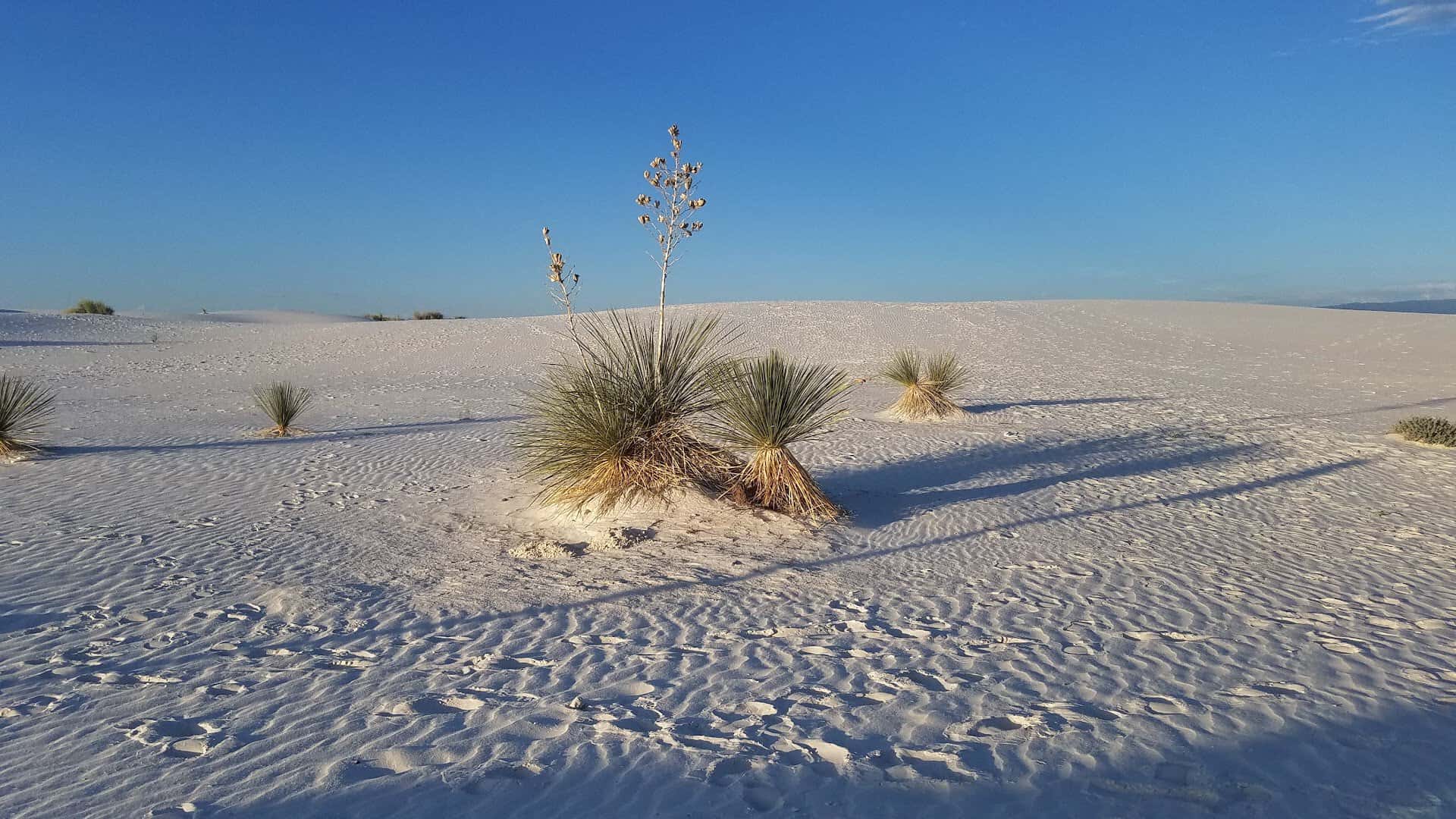 White gypsum sand dunes with yucca at White Sands National Park, New Mexico