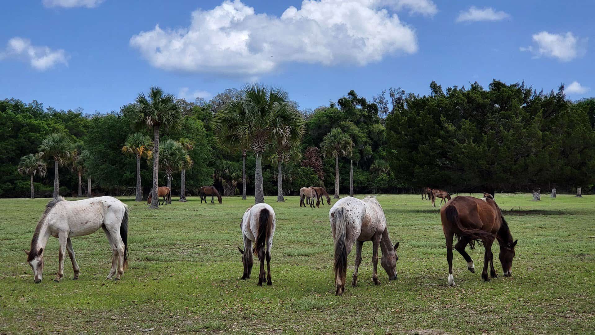 Wild feral horses grazing in a meadow on Cumberland Island National Seashore, Georgia