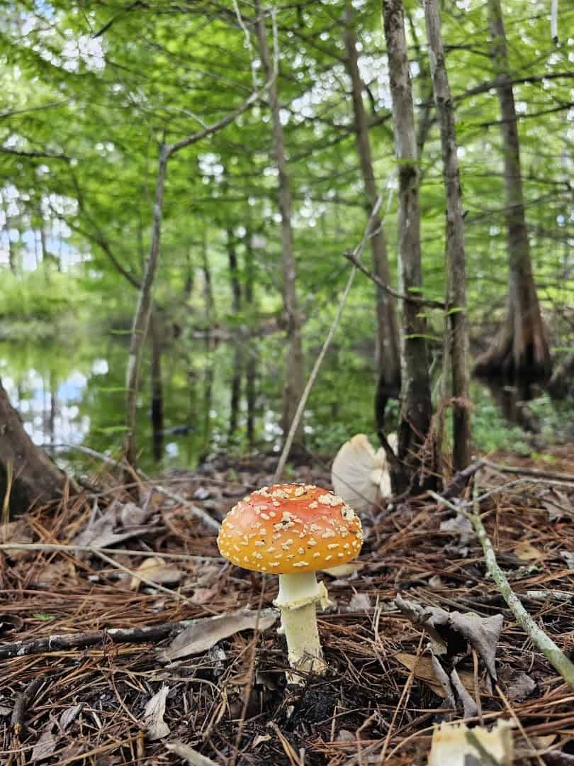 A red and white wild mushroom on the forest floor at W.G. Jones State Forest near Conroe, Texas