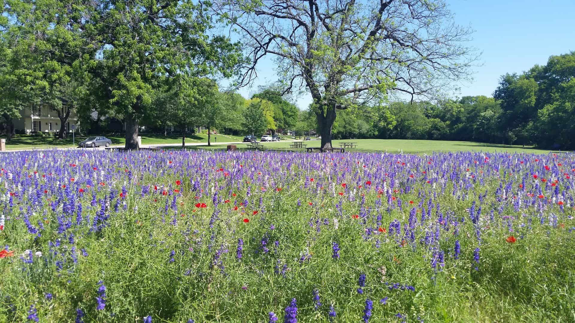 Wildflowers blooming along a path at Prairie Creek Park in Richardson, Texas