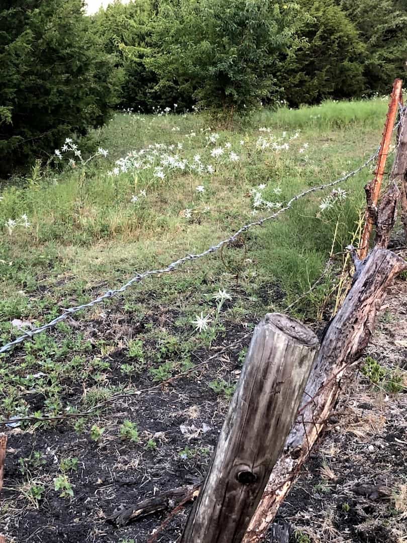 Wildflowers along the Northeast Texas Trail in spring