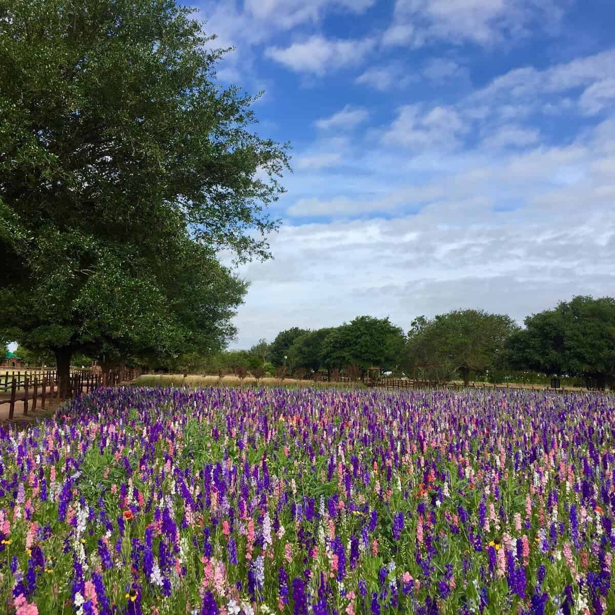 Field of purple and white wildflowers in bloom at Wildseed Farms near Fredericksburg, Texas