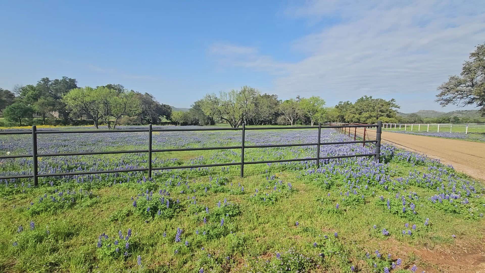 Bluebonnets lining the roadside along the Willow City Loop in the Texas Hill Country