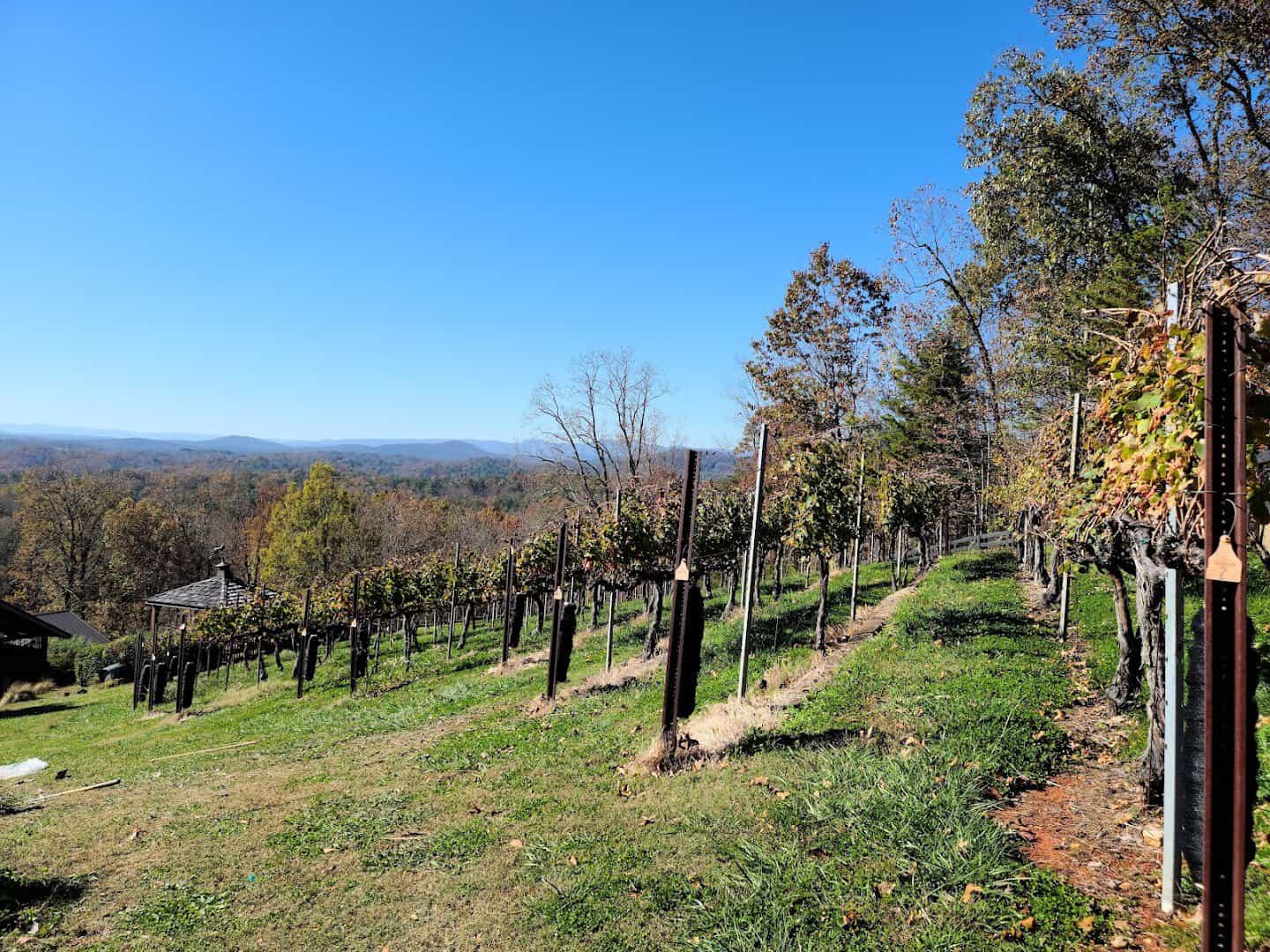 Hillside vineyard and blue mountains at Wolf Mountain Vineyards in Dahlonega, Georgia