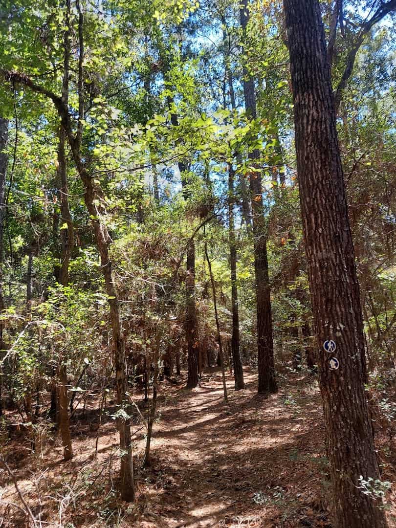 A wooded trail through green understory at W.G. Jones State Forest near Conroe, Texas