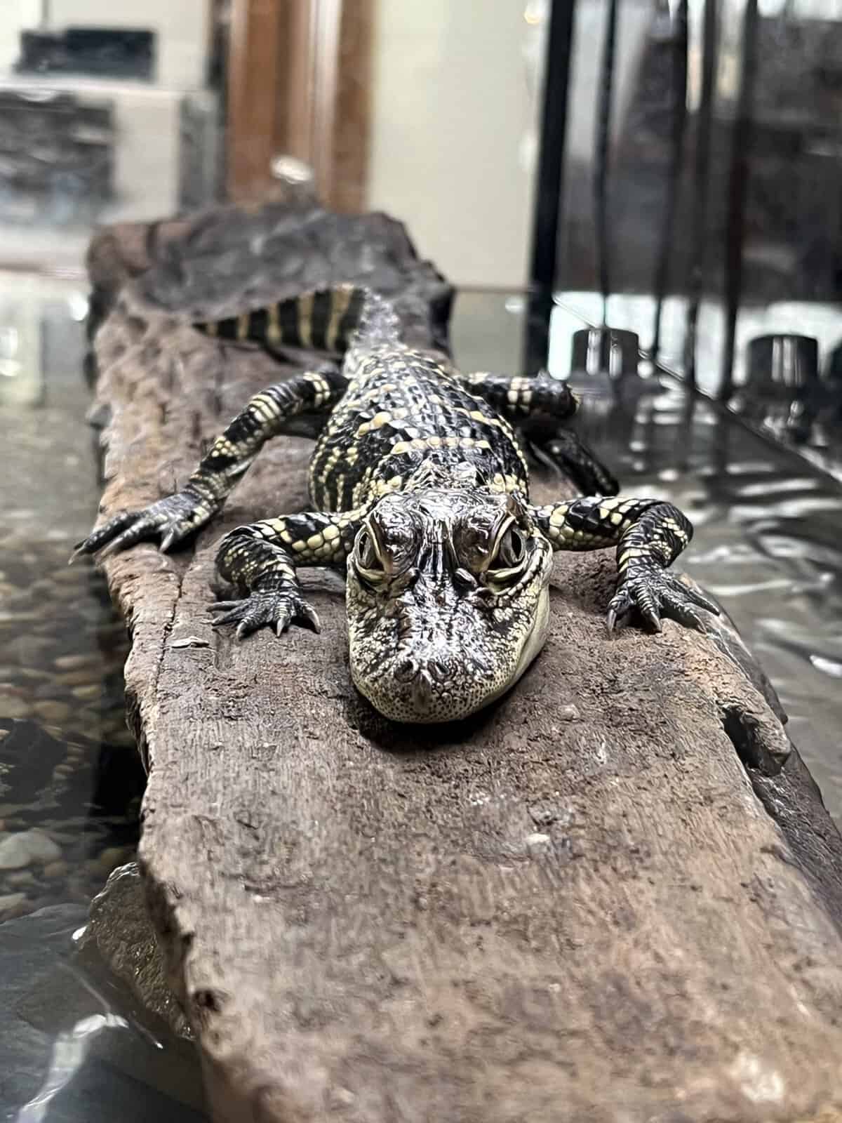 Young alligator ambassador resting on a log at the Armand Bayou Nature Center learning center