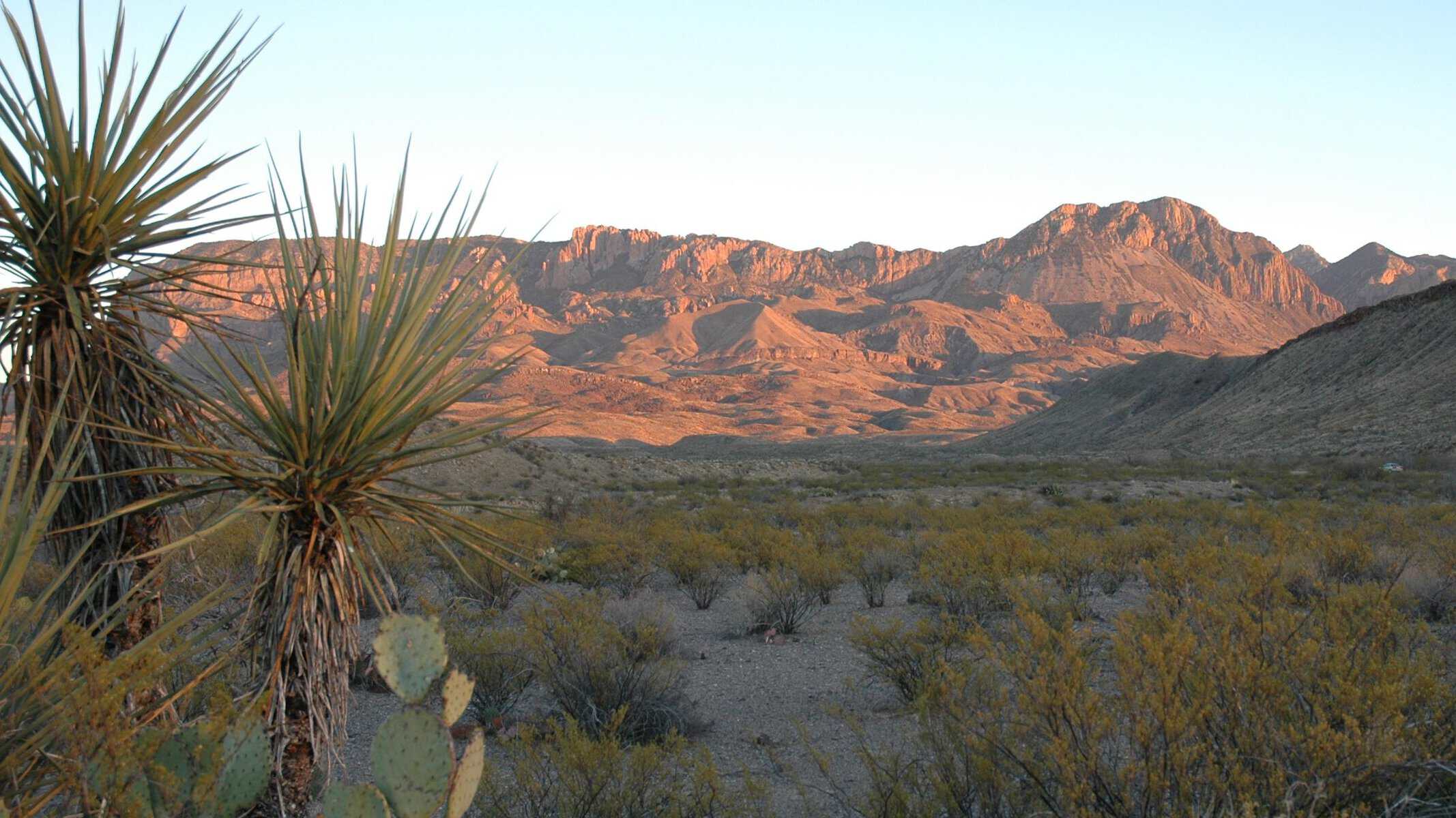 Yucca and prickly pear on the desert floor below the lit cliffs of Big Bend National Park