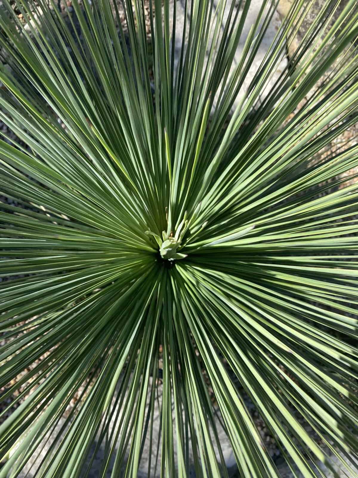 Spiky agave plant among lush foliage at Zilker Botanical Garden in Austin, Texas