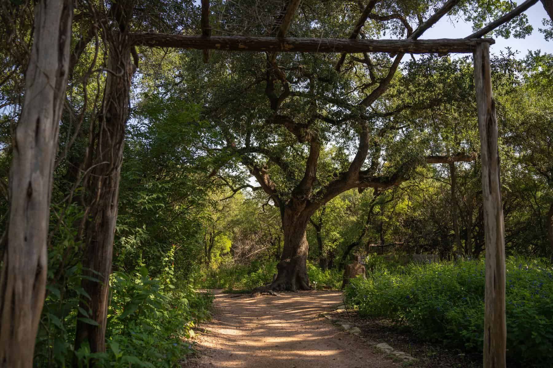 Shaded pergola walkway lined with trees at Zilker Botanical Garden in Austin, Texas