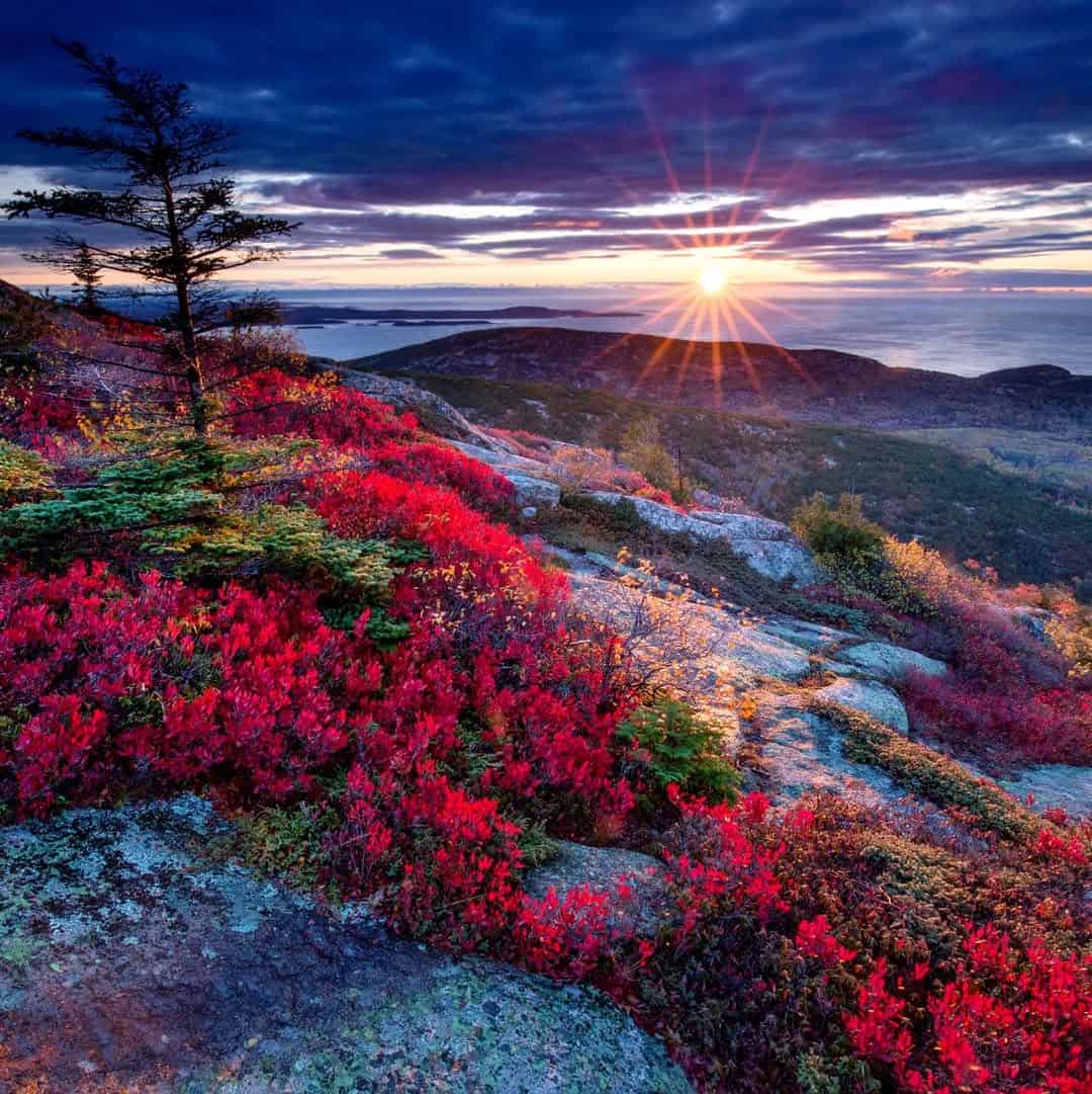 Sunrise over red foliage on a granite summit, Acadia National Park, Maine