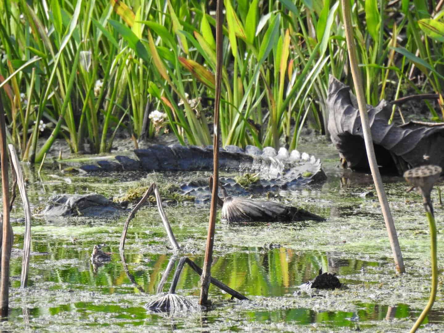 Wild alligator lying still among the reeds at Brazos Bend State Park, Texas