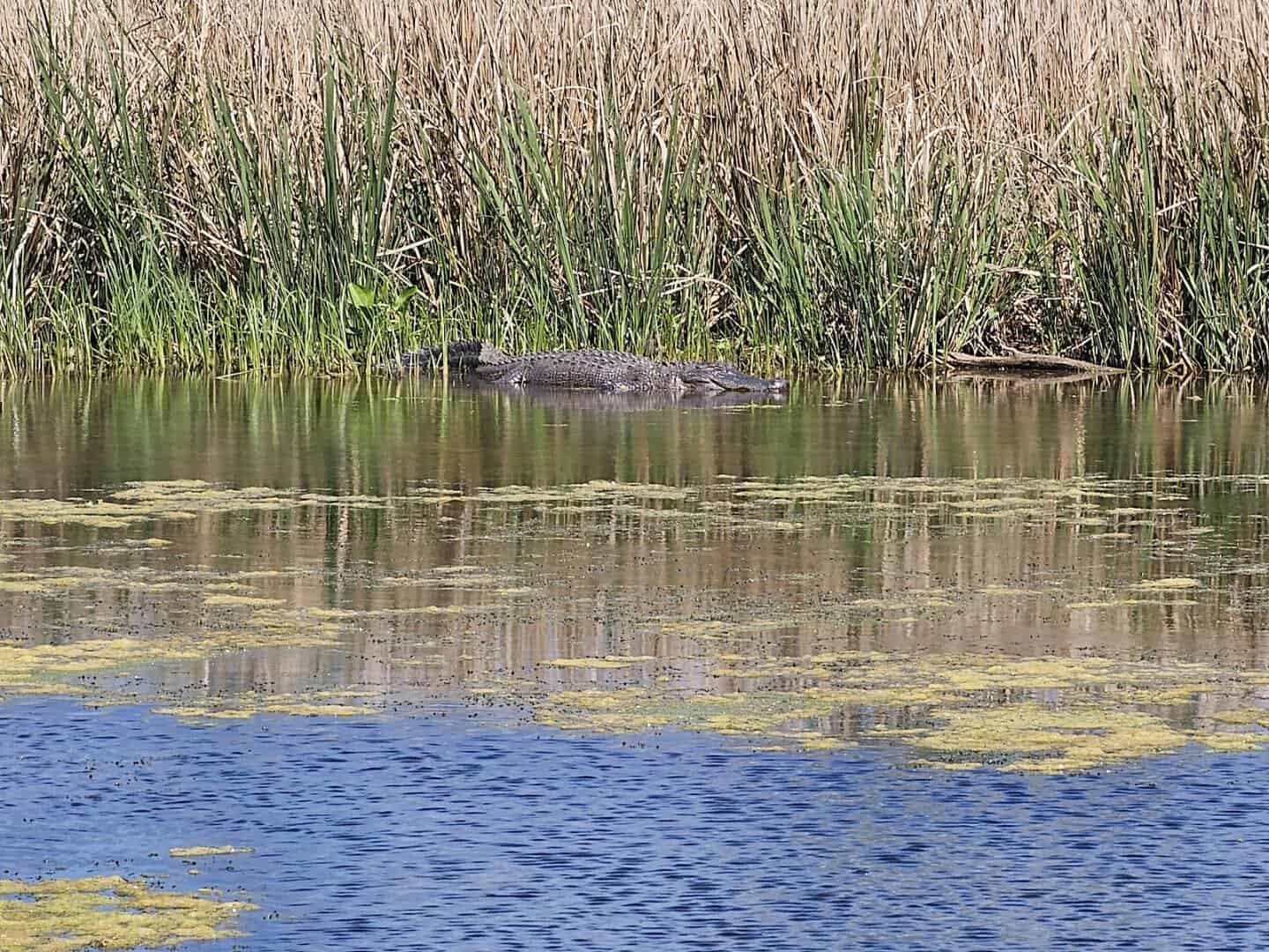 American alligator resting in the water at Brazos Bend State Park near Houston, Texas