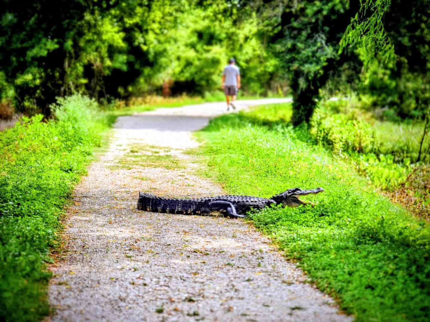 Alligator crossing a gravel trail at Brazos Bend State Park, Texas