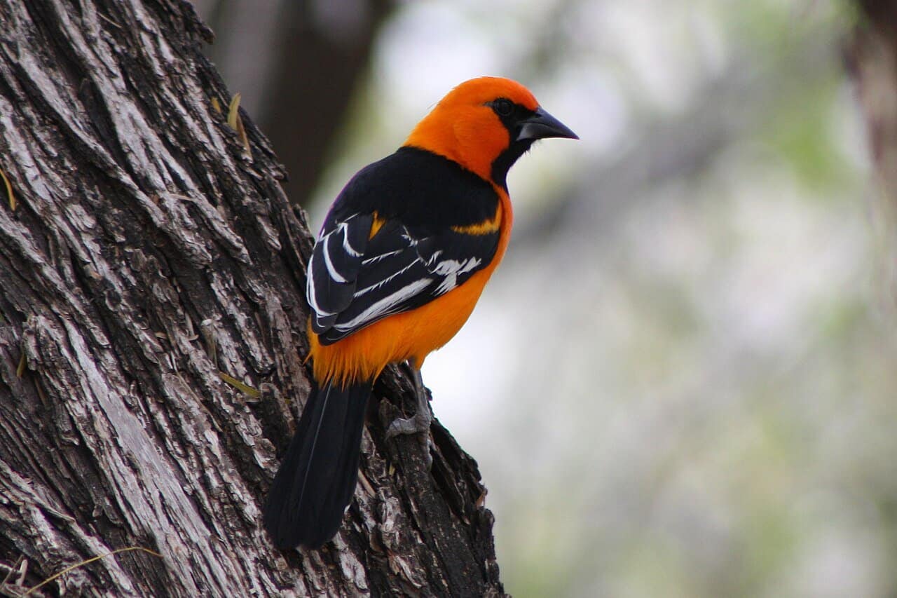 Altamira oriole in the Rio Grande Valley of South Texas
