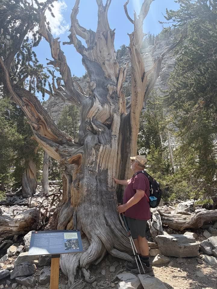 Ancient bristlecone pine in Great Basin National Park, Nevada