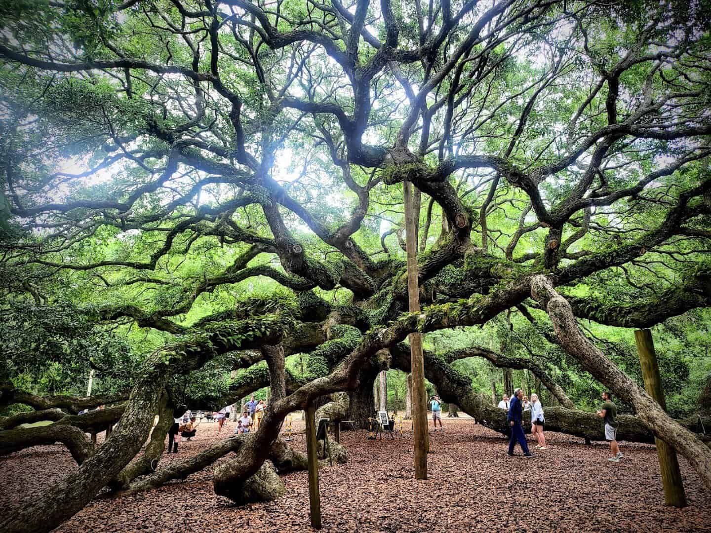The vast green canopy and sprawling limbs of the Angel Oak on Johns Island near Charleston, SC
