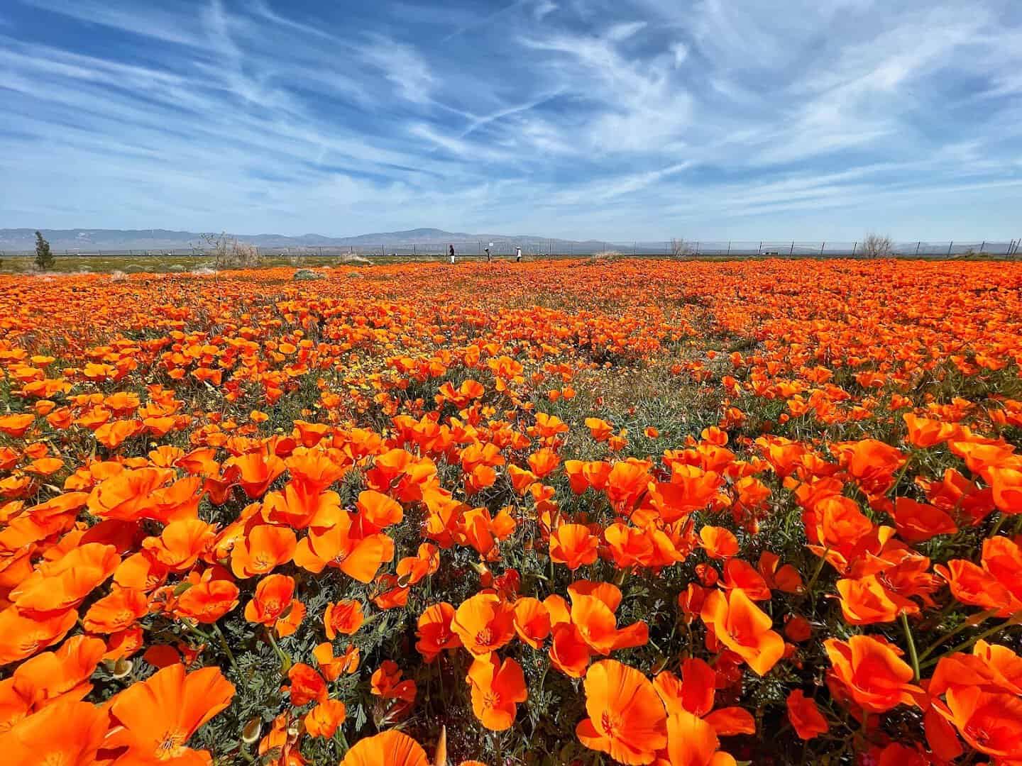 Hillsides carpeted in orange poppies at the Antelope Valley California Poppy Reserve, California