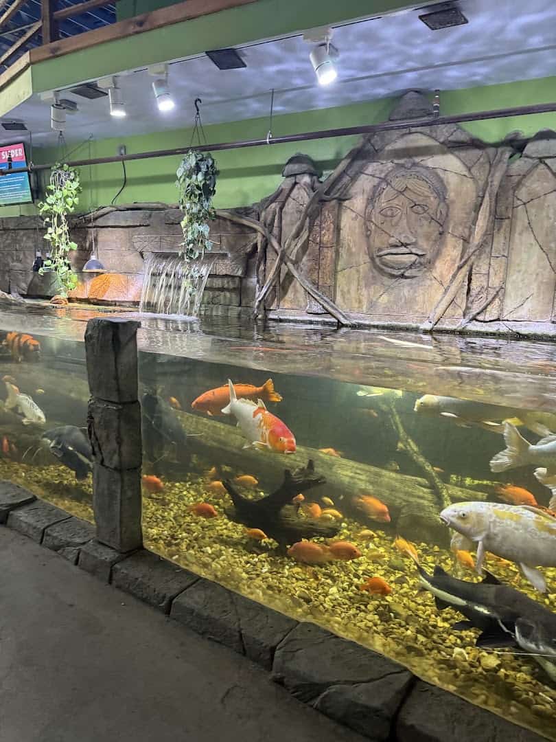 Colorful fish in an indoor tank at the Houston Interactive Aquarium and Animal Preserve