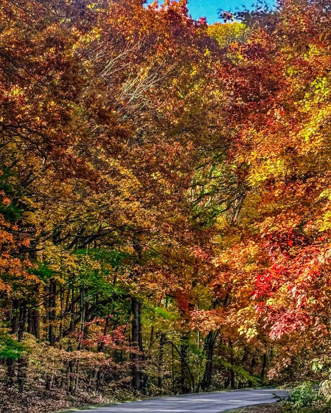 Autumn foliage along the Blue Ridge Parkway near Asheville, North Carolina