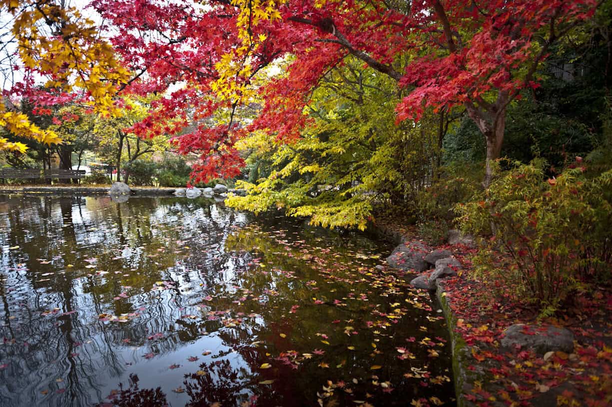 Red and gold fall maples reflected in a pond at Lithia Park, Ashland, Oregon
