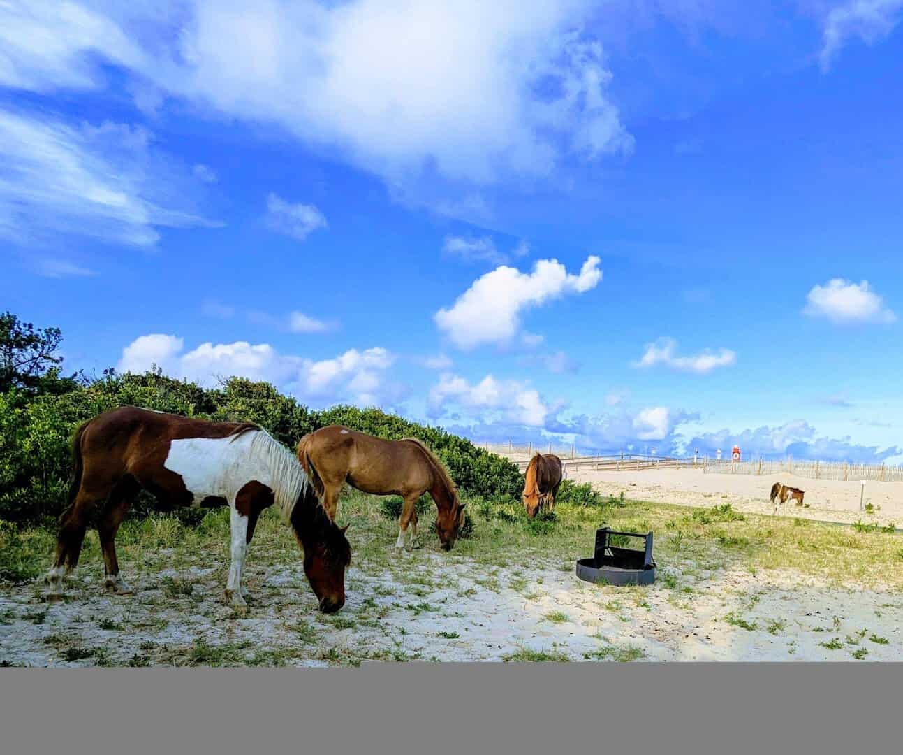 Wild horses grazing above the beach at Assateague State Park, Maryland