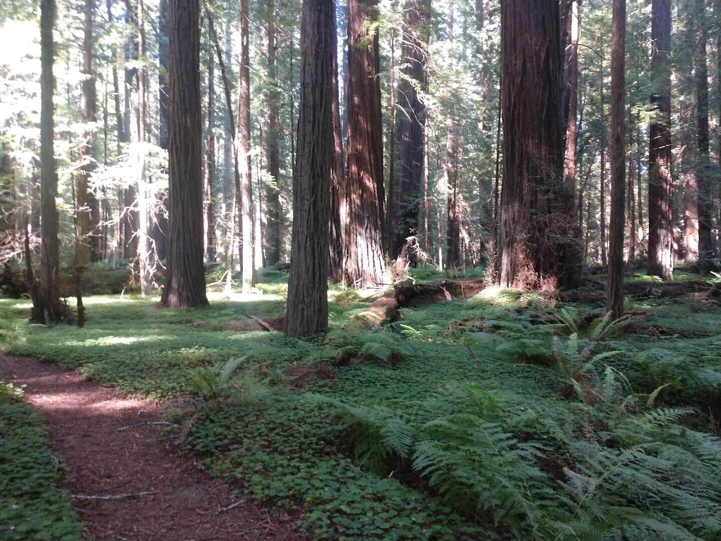 Old-growth redwoods and a fern-covered forest floor along the Avenue of the Giants, California