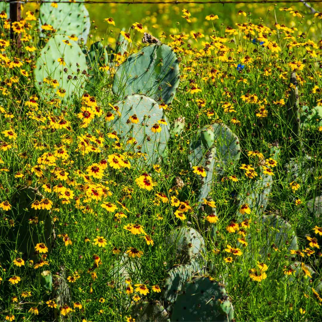 Prickly pear and wildflowers in the scrub at Balcones Canyonlands National Wildlife Refuge