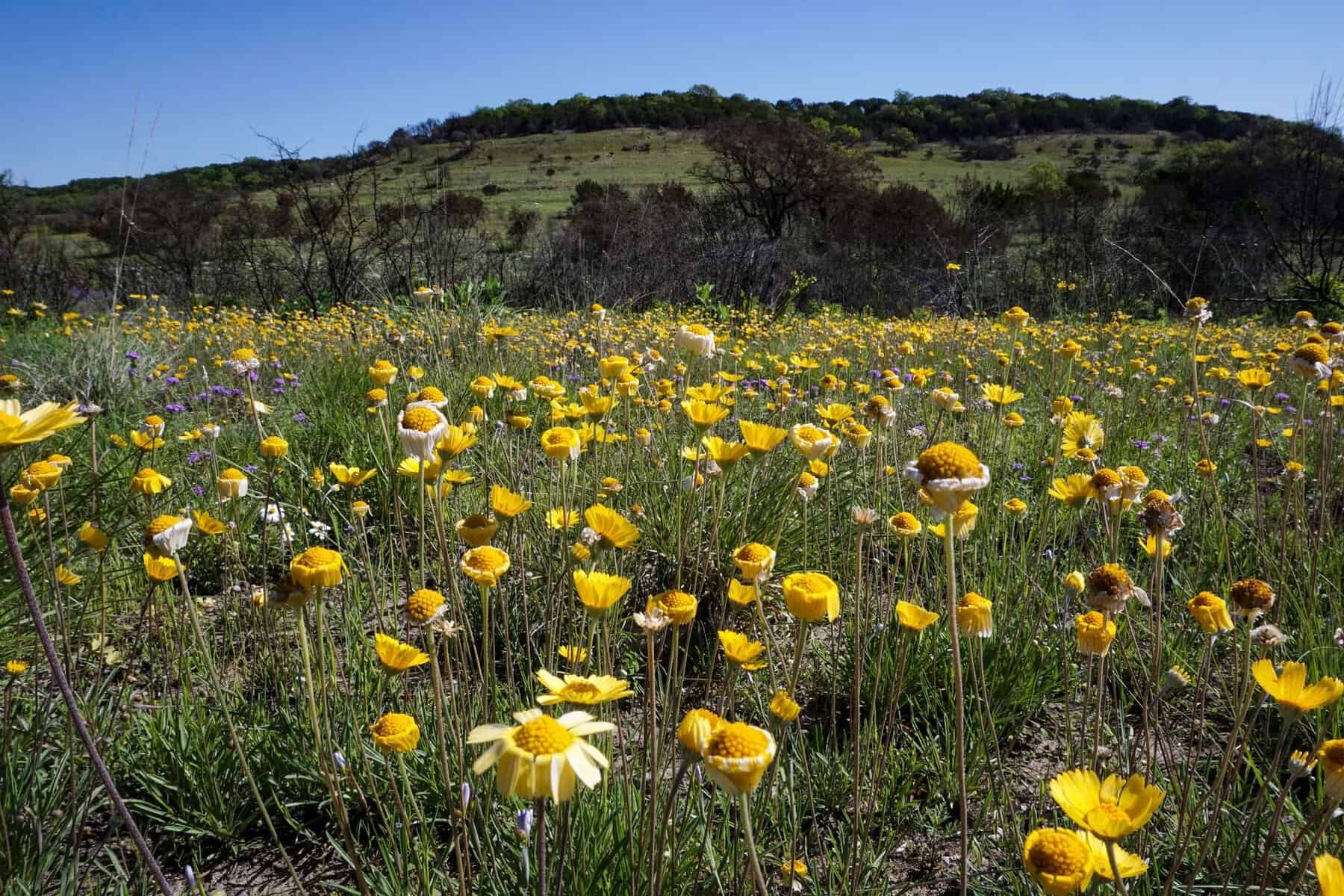 Wildflowers on a limestone hillside at Balcones Canyonlands National Wildlife Refuge