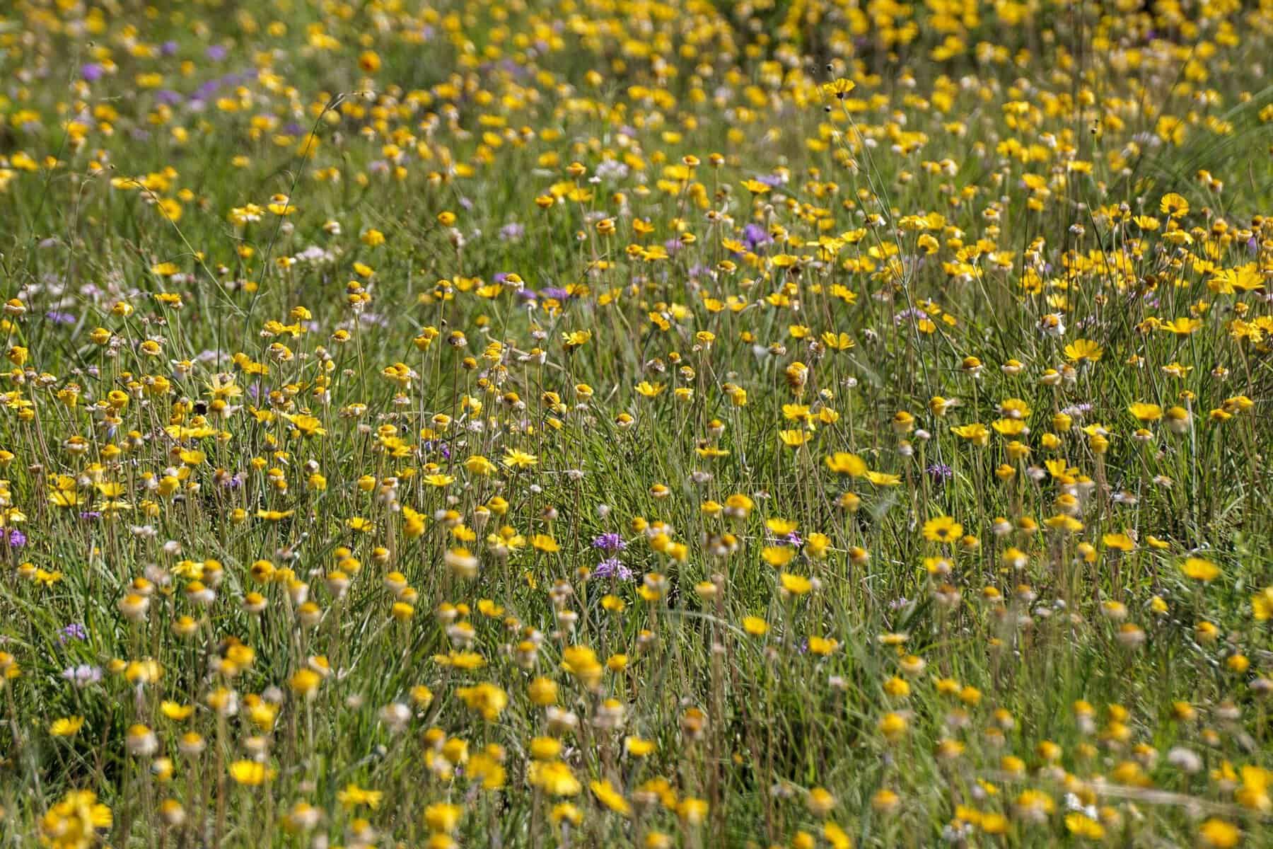 Meadow of wildflowers at Balcones Canyonlands National Wildlife Refuge