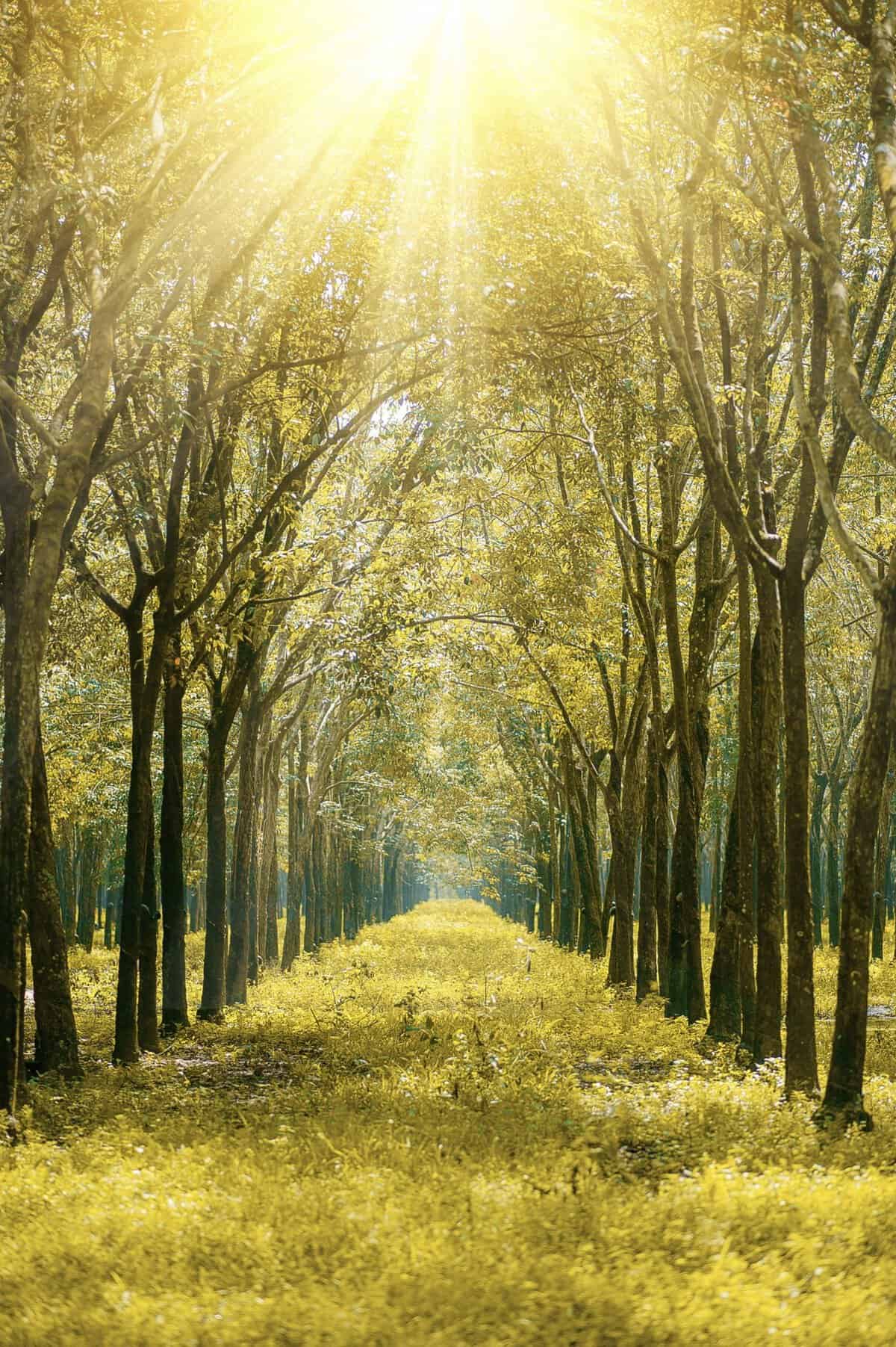 Sunlit wooded path at Balcones Canyonlands National Wildlife Refuge