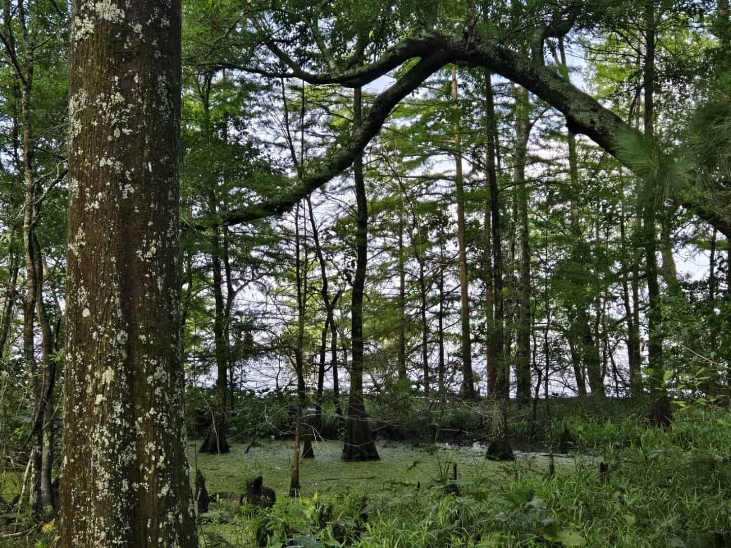 Bald cypress and cypress knees in the swamp at Martin Dies Jr State Park