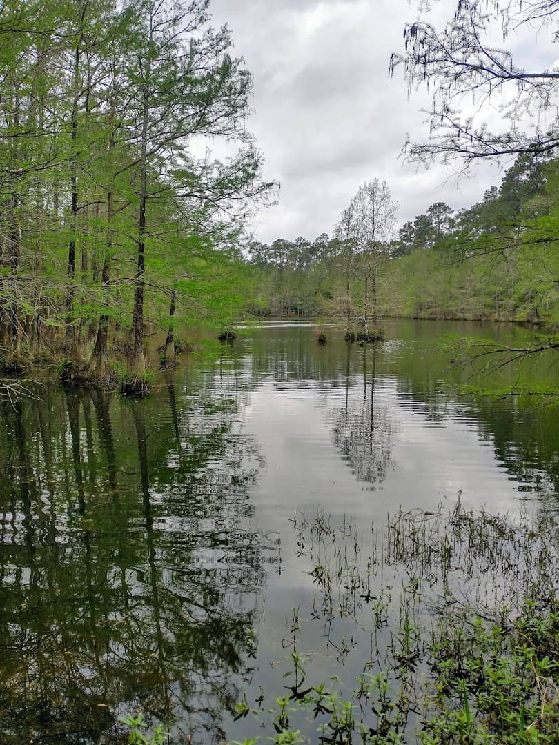 Ancient bald cypress trees rising from the water at Spring Creek Greenway
