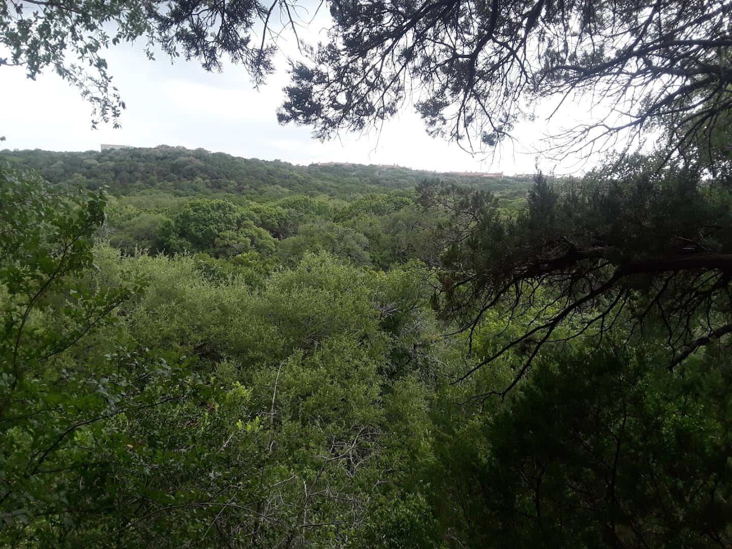 Wooded limestone canyon of the Barton Creek Greenbelt in Austin