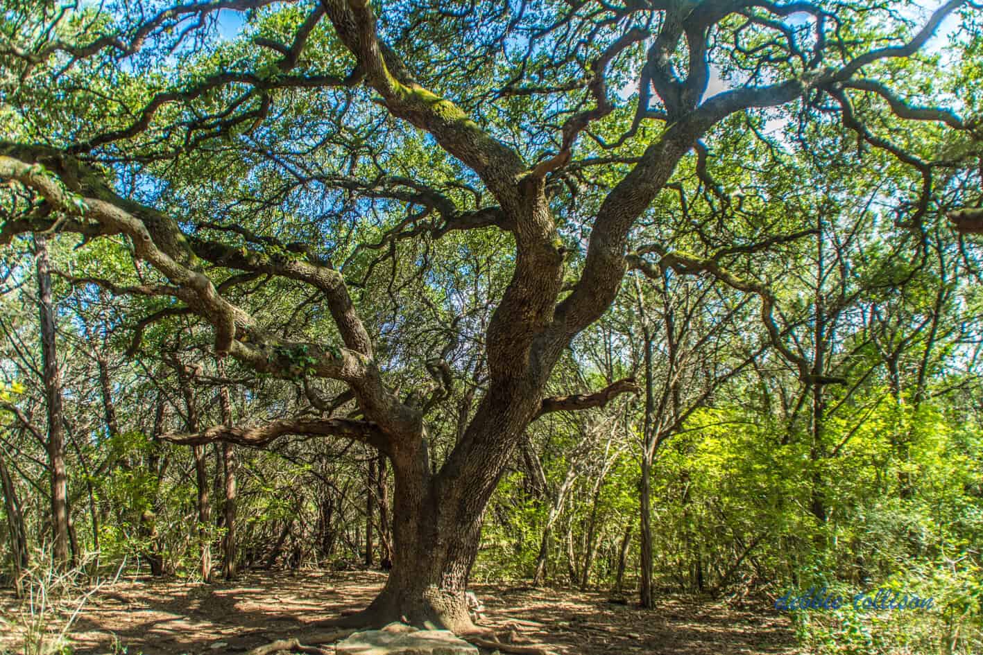 A large live oak leaning over Barton Creek in the Austin greenbelt