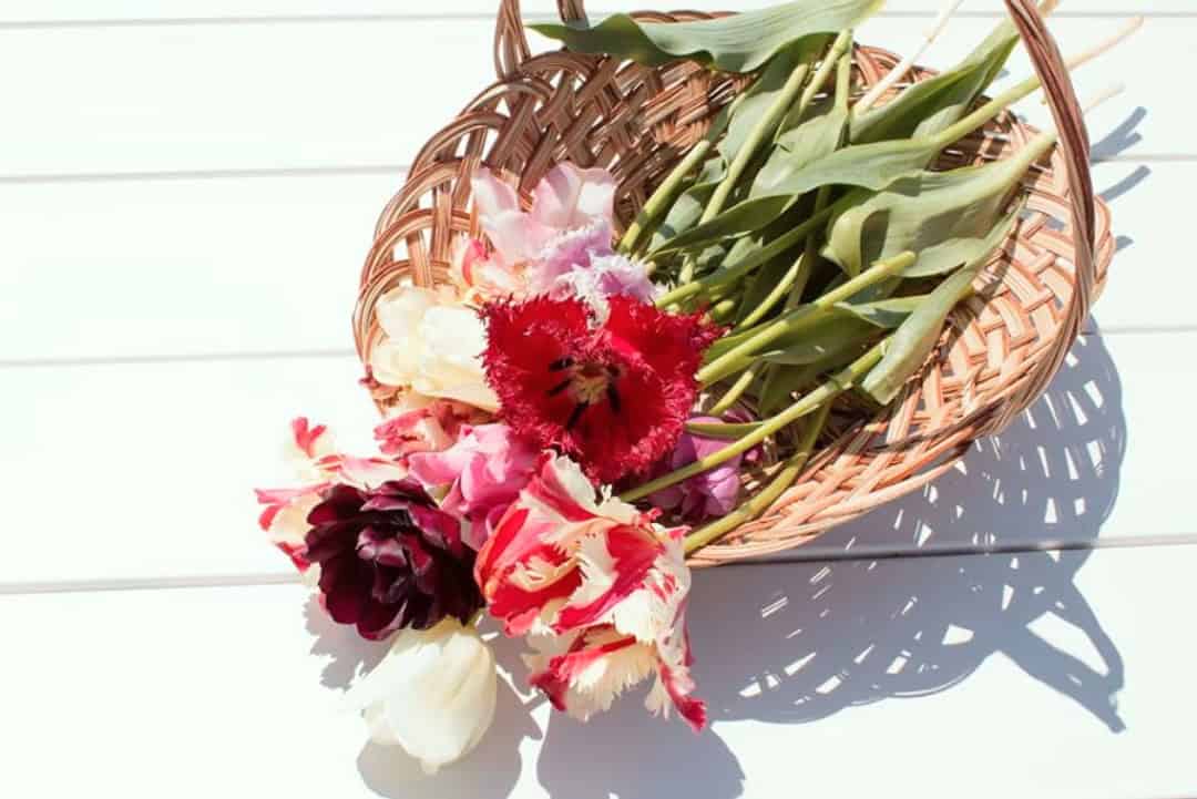 Basket of freshly cut tulips at the Texas-Tulips checkout in Pilot Point