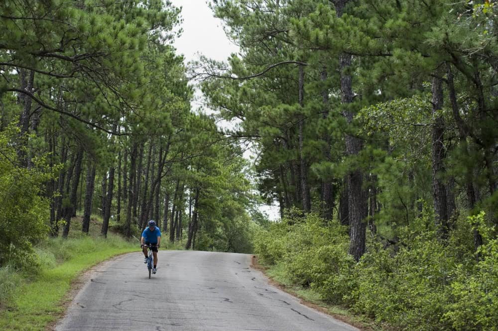 A road winding through the tall Lost Pines loblolly forest near Bastrop, Texas