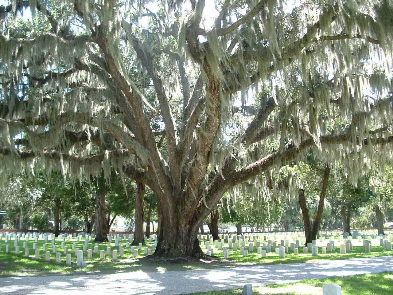 Live oak draped in Spanish moss in Beaufort, South Carolina