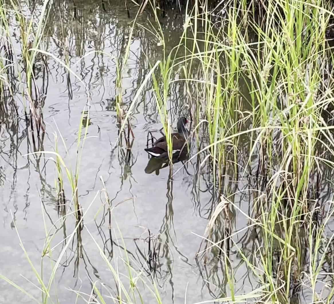 A bird in the marsh reeds along the Laguna Madre, South Padre Island