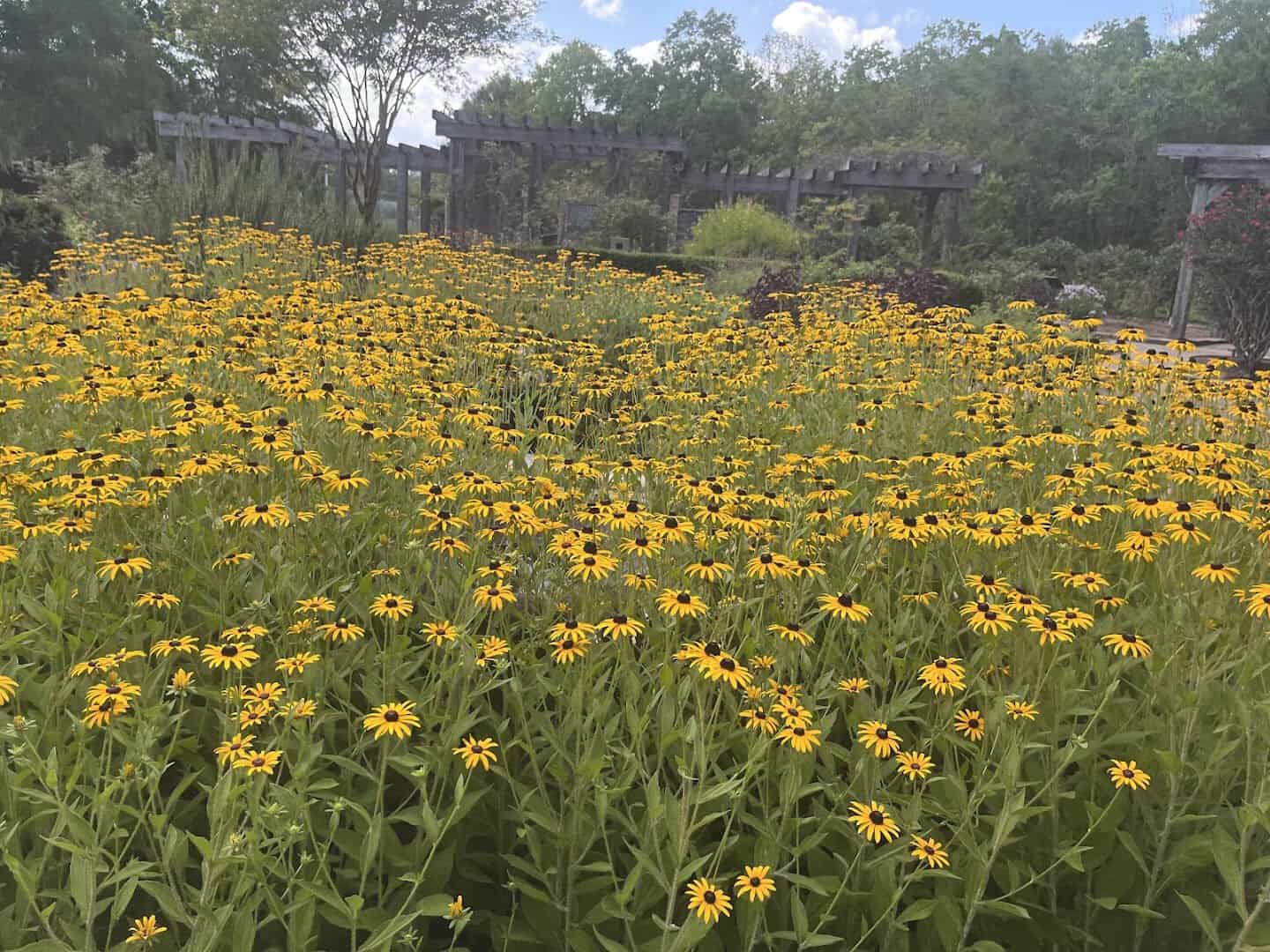 Field of black-eyed Susans at Beaumont Botanical Gardens