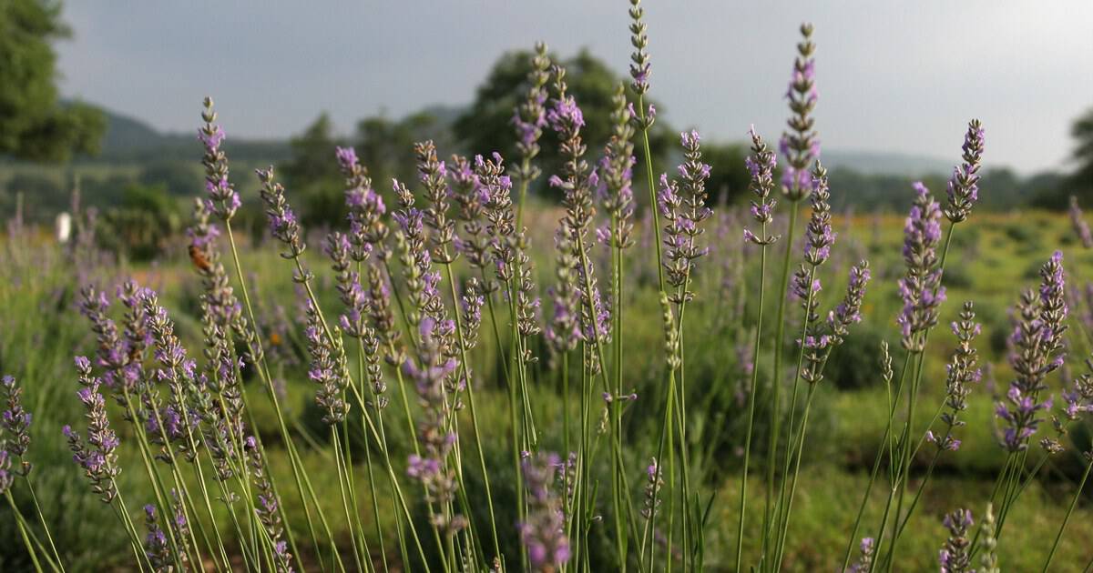 This Beloved Texas Tradition Turns a Whole Hill Country Town Purple Every June
