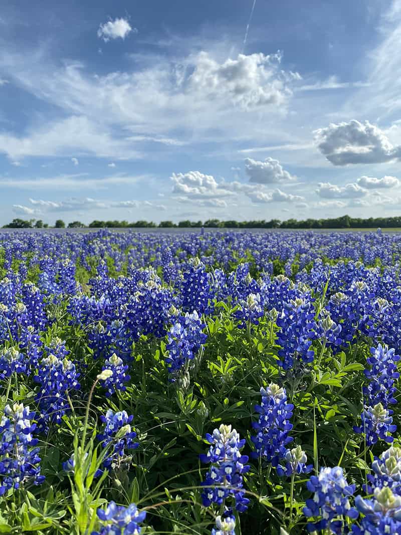A field of bluebonnets under a blue sky with clouds near Ennis, Texas