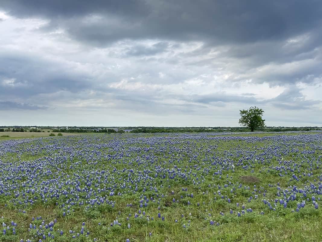 A field of bluebonnets under a cloudy sky near Ennis, Texas